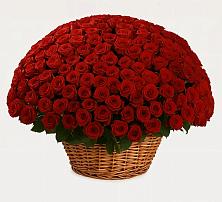 Премиум букет из: Розы в Заволжье